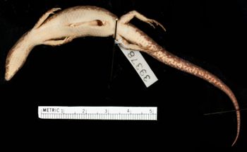 Media type: image;   Herpetology R-39378